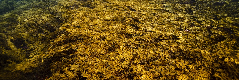 支撐劑檢測